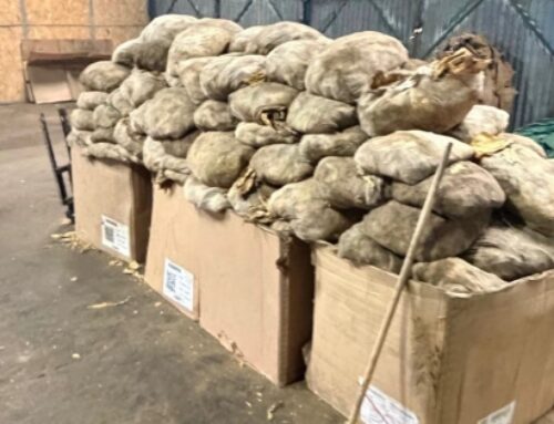 ATENȚIE! Producție în condiții insalubre! Fabrică ilegală de prelucrare a tutunului, descoperită de polițiști