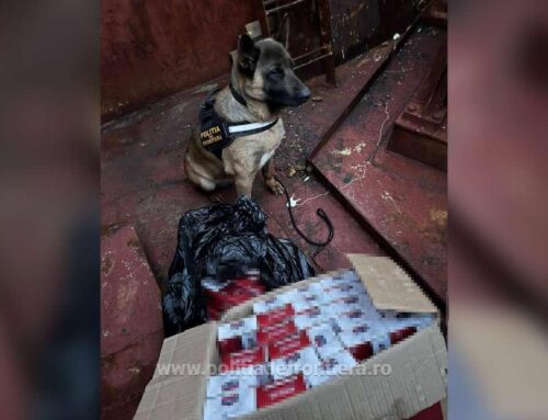 Polițiștii de frontieră constănțeni au descoperit peste 6.000 de pachete de țigări fără timbru fiscal